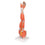 Muscle Arm Model - 3/4 Life-Size - 6 Parts