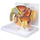 Male Pelvis BPH Model
