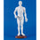 Chinese Acupuncture Figure - Male 50cm