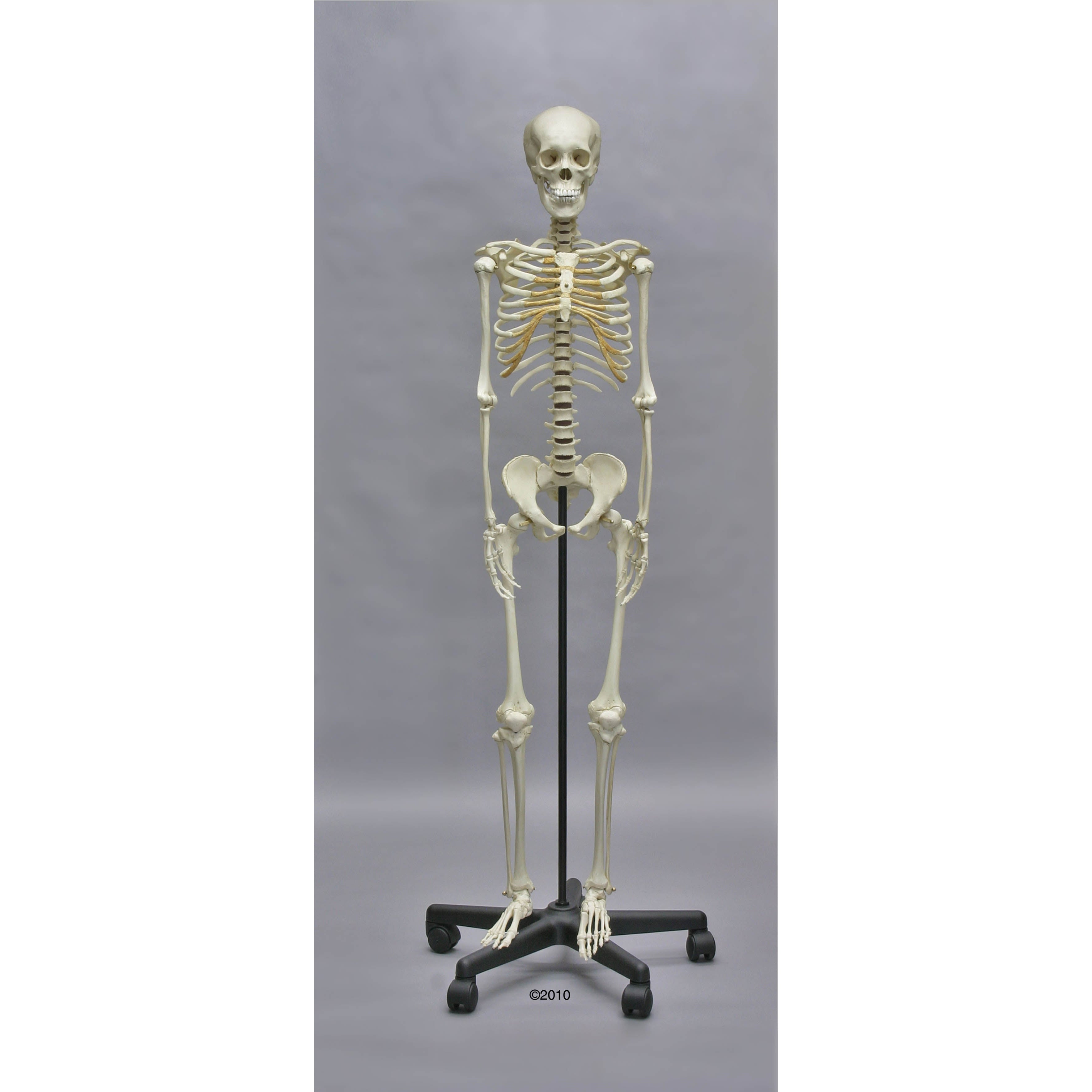 Adolescent Skeleton