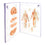 Meridian Notebook