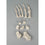 Foot Bones - Unmounted
