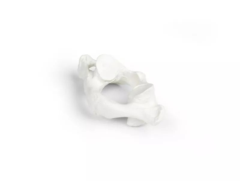 Vertebrae model, individual (C1-L5)