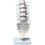 Lumbar Vertebral Column with Stand