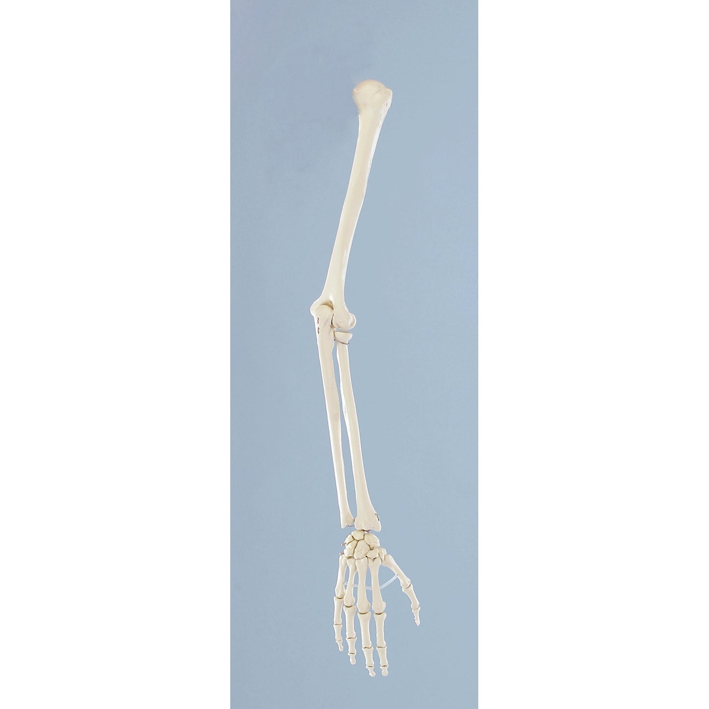 Skeleton of Arm