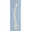 Skeleton of Arm