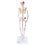 Mini Human Skeleton Shorty with Painted Muscles, Pelvic Mounted, Half Natural Size