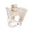 Human Female Pelvic Skeleton Model