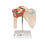 Deluxe Functional Human Shoulder Joint, Physiological Movable