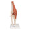 Functional Human Knee Joint Model with Ligaments & Marked Cartilage