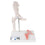 Mini Human Hip Joint Model with Cross Section