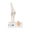 Mini Human Knee Joint Model with Cross Section