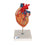 Human Heart Model with Bypass, 2 times Life-Size, 4 part