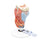 Human Larynx Model, 2 part