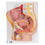 Male Pelvis Model in Median Section, 2 part