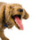 Jerry K-9 CPR Dog Manikin