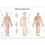 Body Acupuncture Chart