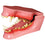 Canine Jaw Model