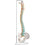 Erler Zimmer Flexible Vertebral Column
