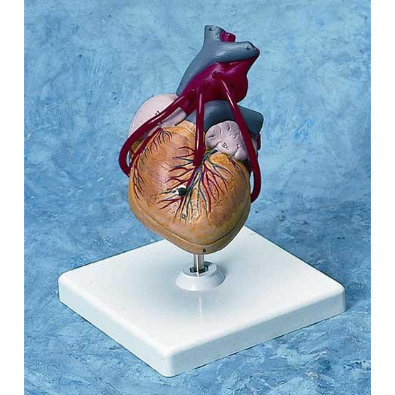 Heart Model with Bypass - CLEARANCE