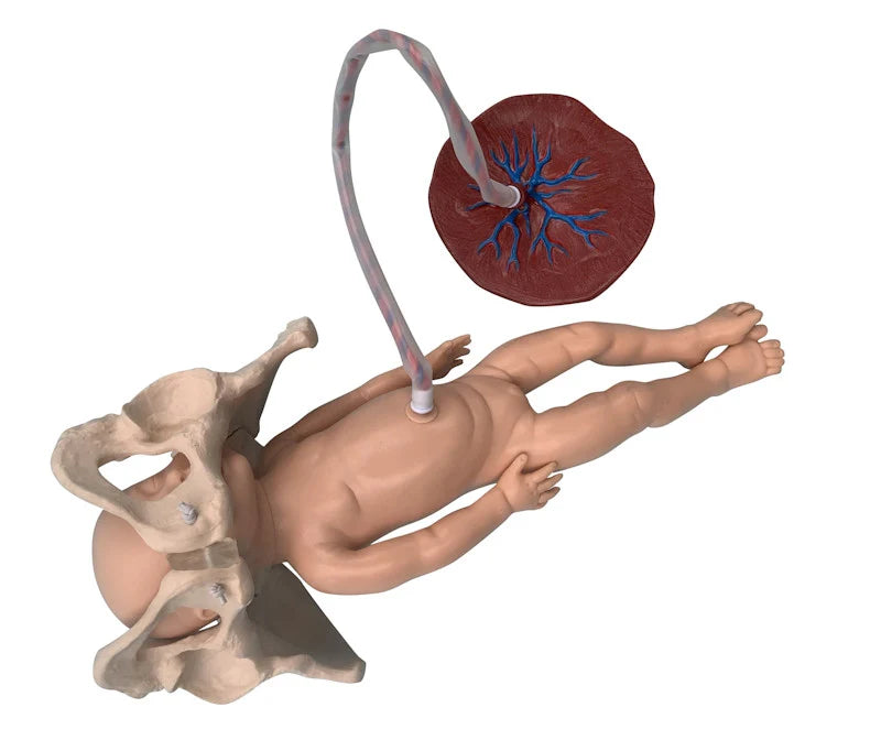 Childbirth Model Set (Pelvis, Foetal Doll and Placenta)