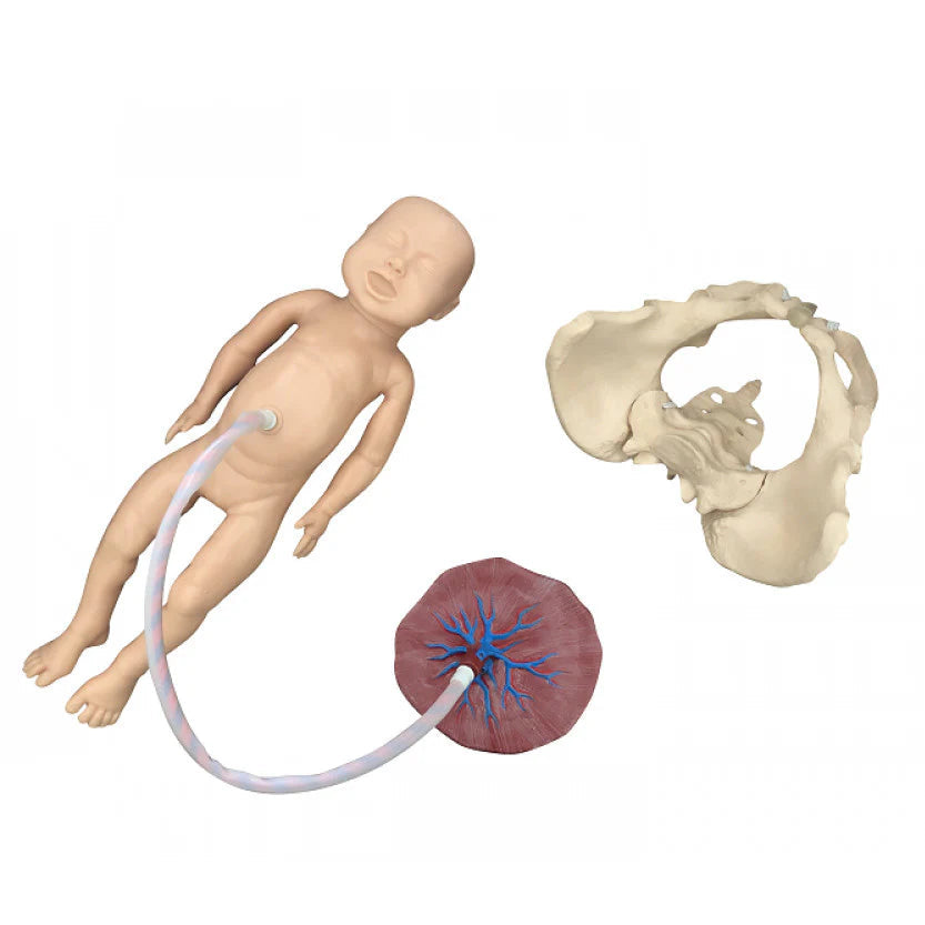 Childbirth Model Set (Pelvis, Foetal Doll and Placenta)