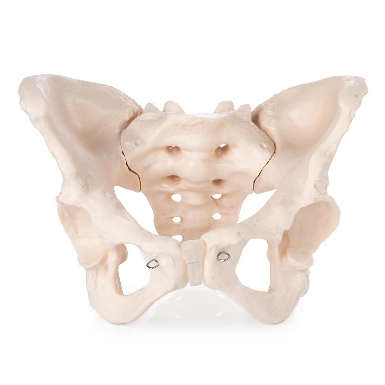 Female Pelvis Model