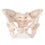 Female Pelvis Model