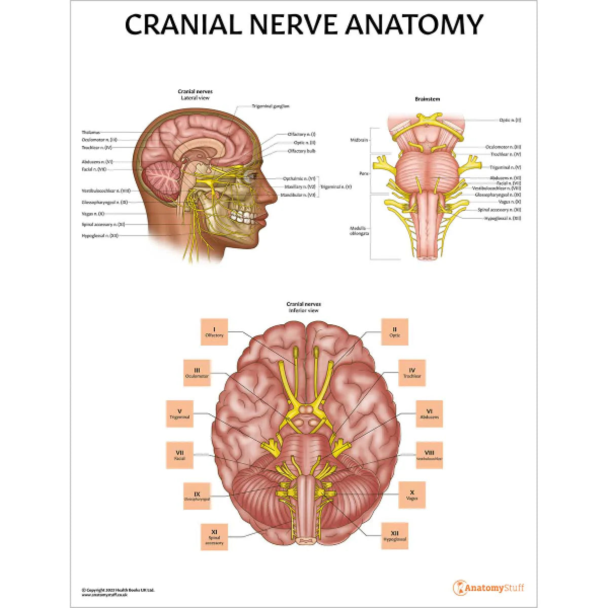 Brain Anatomy Collection