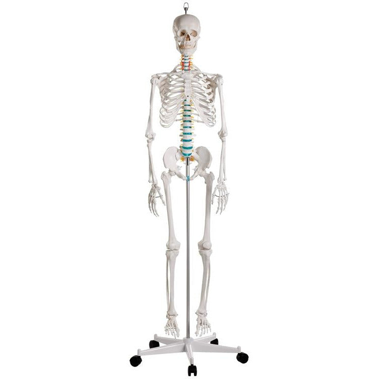 Skeleton Central Rod