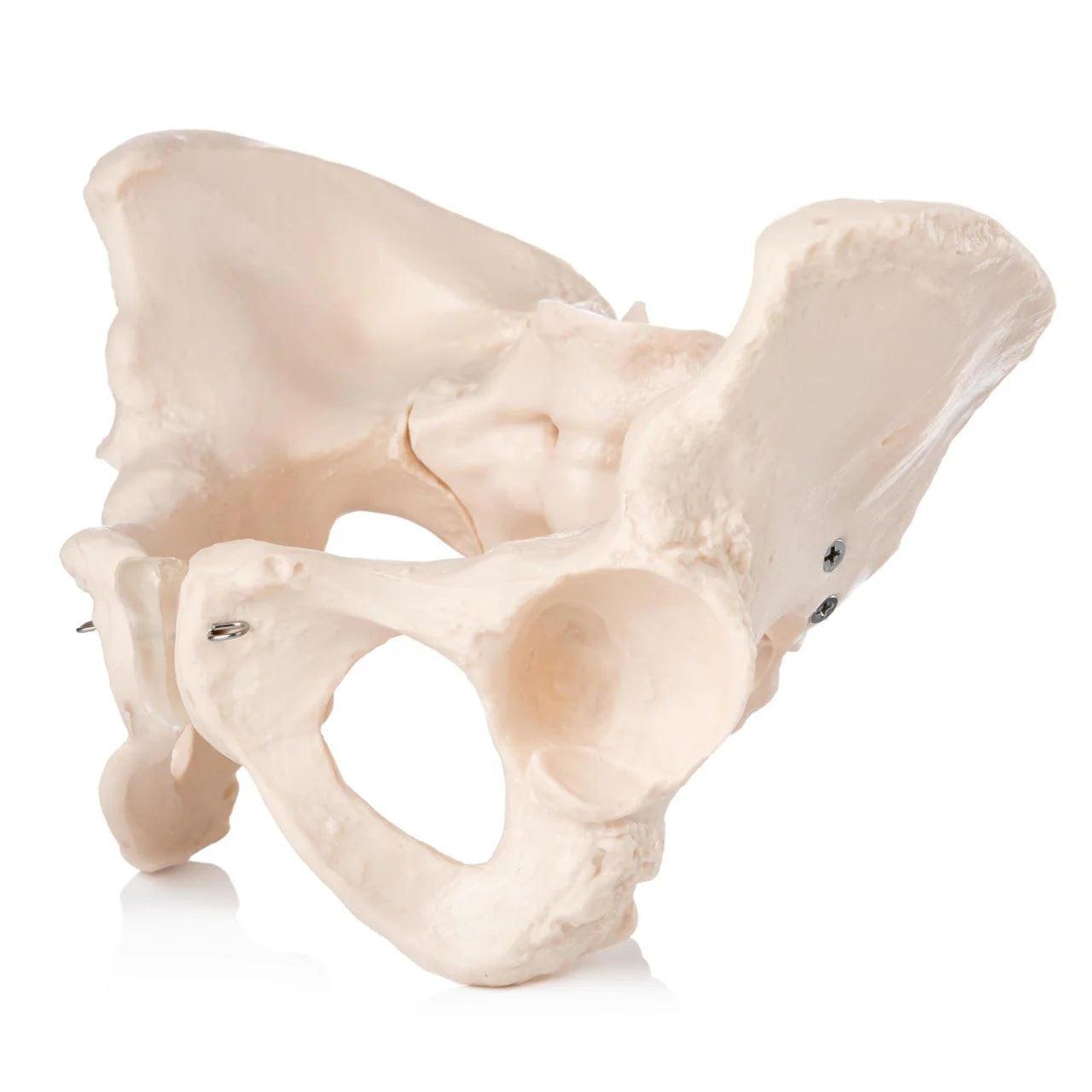 Female Pelvis Model