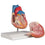 Heart Model with Conducting System - 2 Parts