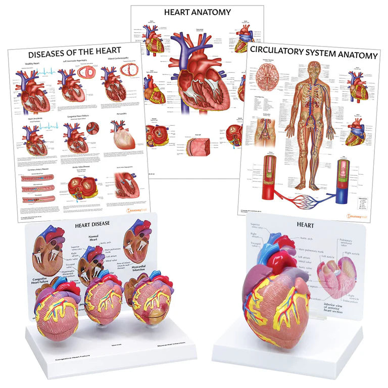 Heart Anatomy & Pathology Collection