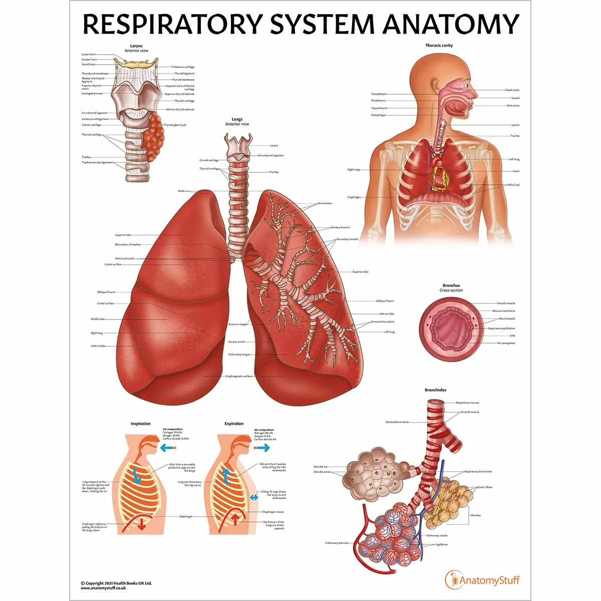 Lung Anatomy Collection
