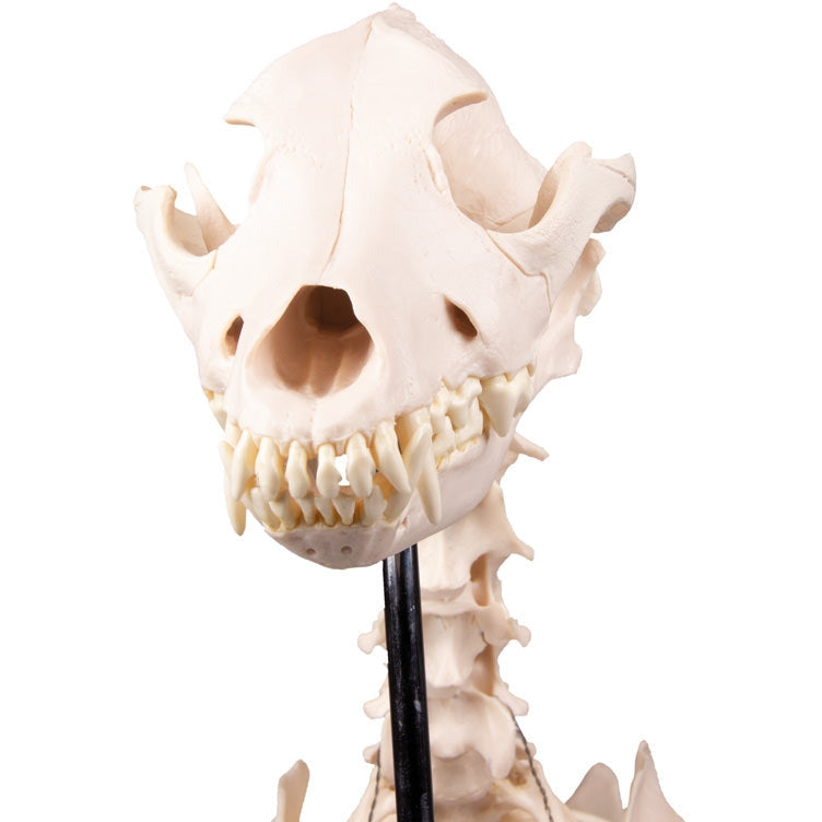 Dog Skeleton life size