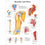 Shoulder and Elbow Chart Paper